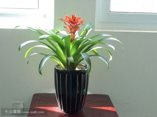 养什么植物风水好？这样养植物家运兴旺