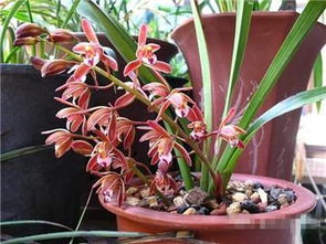 兰花：深厚的友情