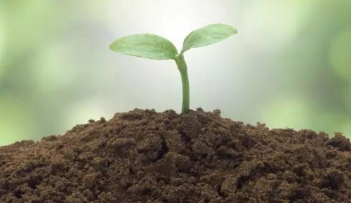 检查方法，确保苗木健康