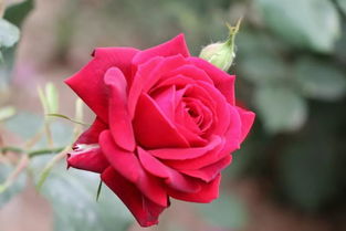 月季花苞羞羞答答，像是小秘密挂在枝头