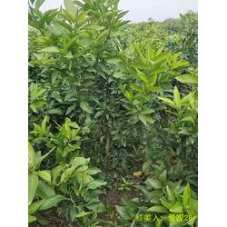 种植红美人李子树苗，需要什么样的技巧呢？