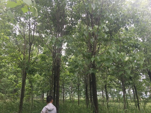 楸树树苗价格解析