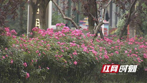 马瑞安吉拉月季的花期探秘