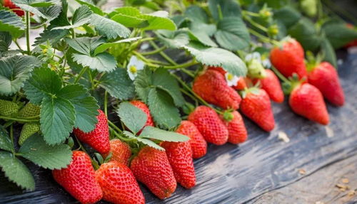 草莓：小清新， 甜到心里