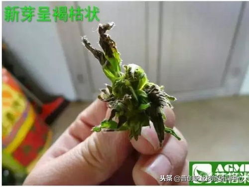 金钱树常见生理性病害和生理性疾病分别有哪些症状