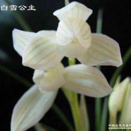 莲瓣兰白雪公主，与其它品种有何独特之处