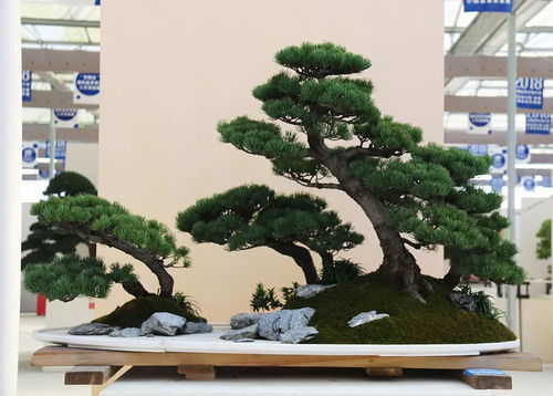 选材与造型，盆景的魔法开始