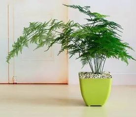 卧室放什么植物最好？这几种植物让你睡得香