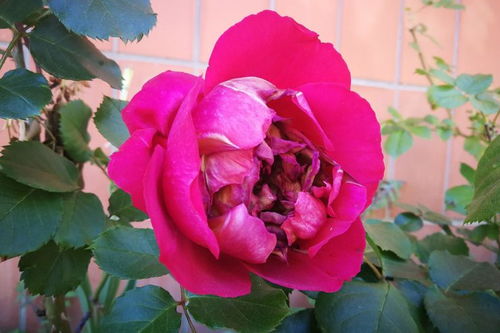 月季花原产于哪个国家？