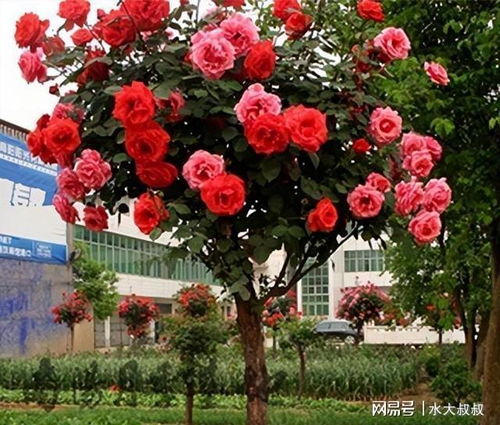 修剪， 塑造完美月季