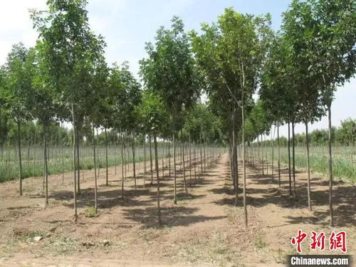 生态林造林：国家补贴标准下的树种选择指南