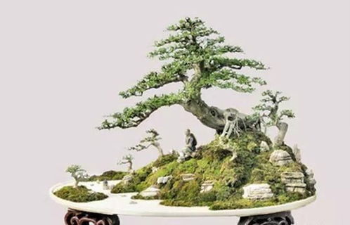 水杉盆栽的意境之美