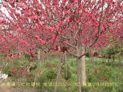 红叶碧桃：与西府海棠、 丁香等配植佳品