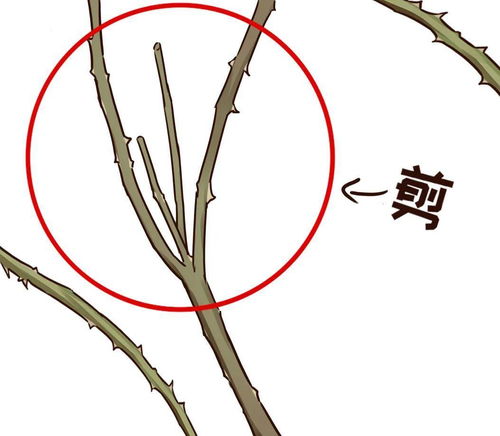 禁忌一：不要用剪刀修剪