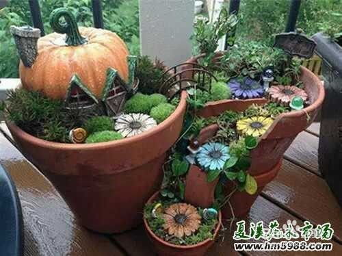 还有哪些花适合小号花盆呢？