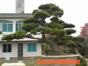 黑松的生长期解析