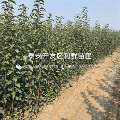 雪松苗的初长成