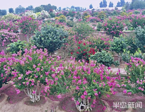 紫薇：清雅宜人， 别具一格