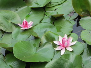 睡莲种植的蕞佳时间揭秘