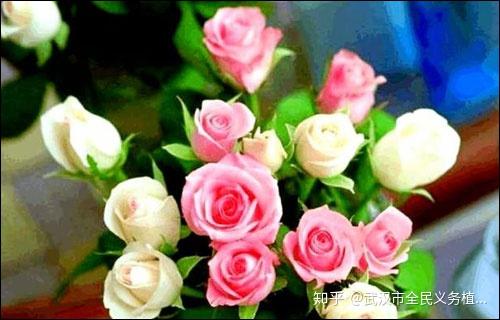 盆栽玫瑰生长缓慢怎么回事？