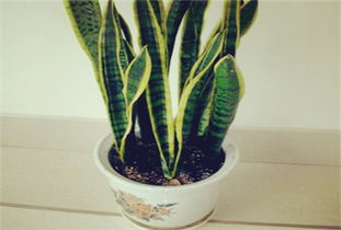 注意事项：分株的技巧