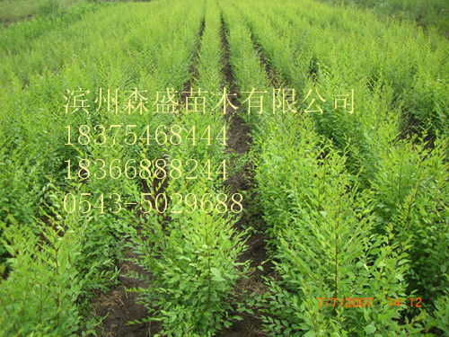 榆树：耐旱耐高温的好帮手