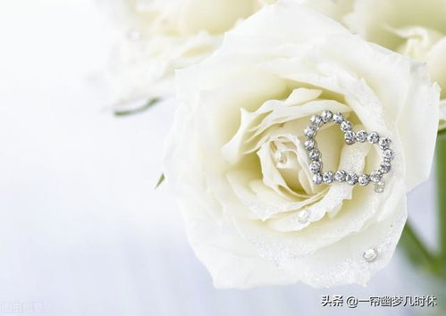 白玫瑰：纯净之美的花卉象征与寓意解析