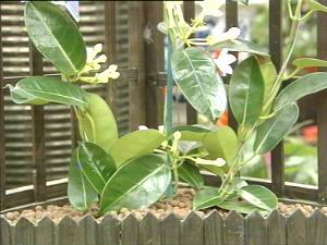 白粉虱：花卉中的“不速之客”