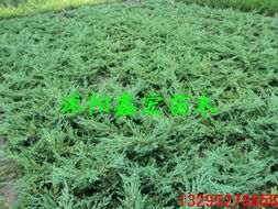 爬地柏的药用功效