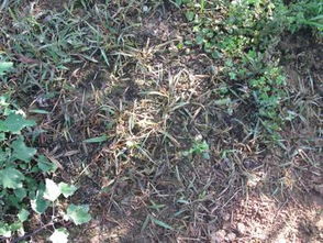 混搭用药， 效果加倍