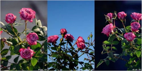 枝叶特点， 绿意盎然