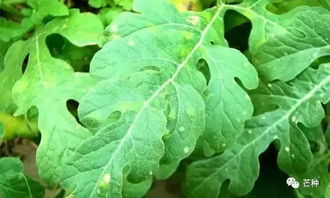 科学用药，降低防治成本40%