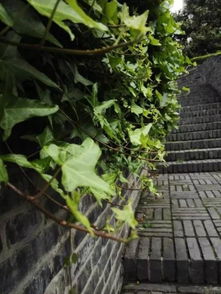 栽种方法，简单又方便