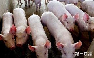 云南肥猪今日价格是多少？受哪些因素影响？未来趋势如何？