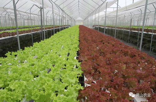 冬季农业养殖防寒保暖关键技术