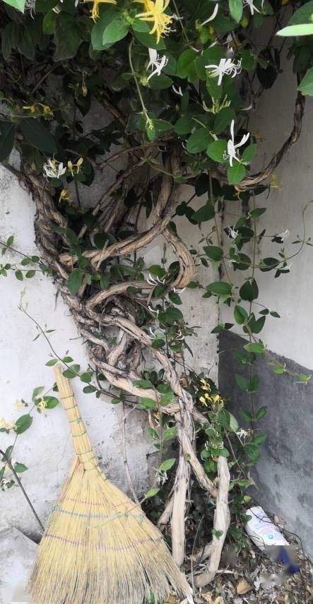 什么花爬藤快又好堪？