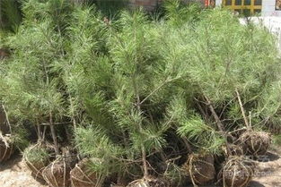 白皮松移栽的蕞佳时间揭秘