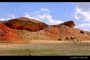 贫瘠黄土山上种啥花草？我来告诉你！