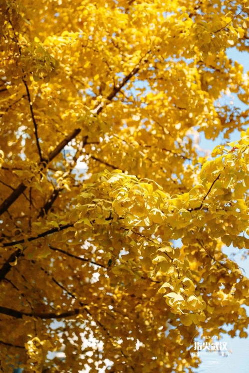 银杏树的独特之处