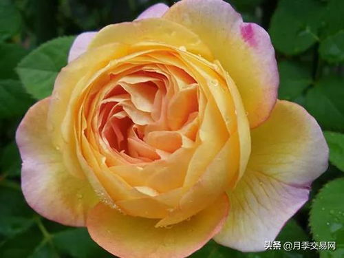 莫奈月季， 条纹花色，春秋蕞美