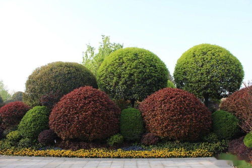 常绿树：小心野生山苗