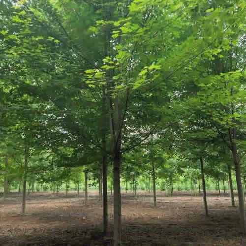 枫树苗的身高秘密