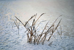 冬天的河边，哪种草嫩耐寒抗冻呢？