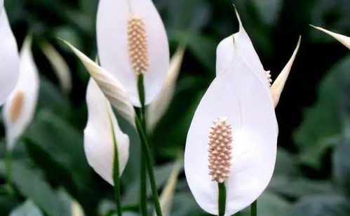 白掌开花， 光照是关键