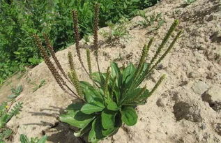 狼尾蕨百菌清：神奇功效还是民间传说？