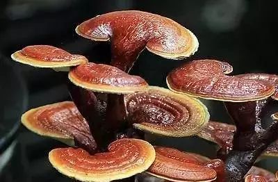 灵芝种植方法详解：从零开始