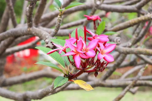 湖南的气候， 让花树生长得真好