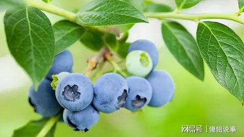 蓝莓种植在哪里？适合酸性土壤吗