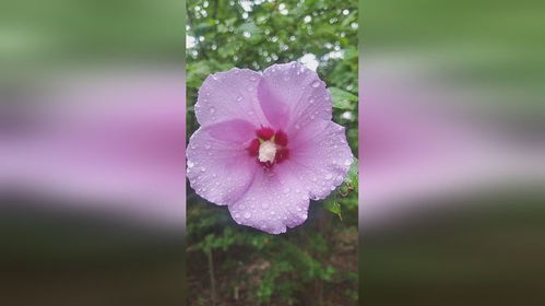 木槿花绽放后为何会纷纷凋零