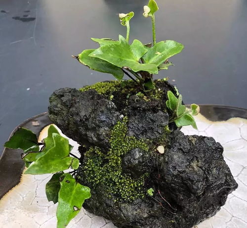 在阴暗山林种花，其实并不难！